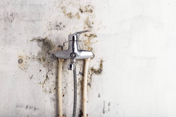 Best Mold Damage Repair  in Flora, AL