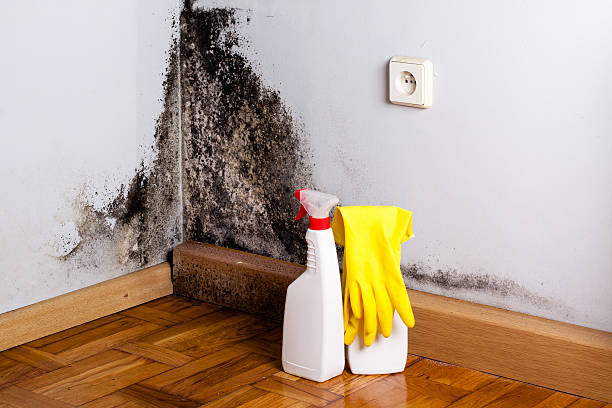 Best Local Mold Removal Service  in Flora, AL