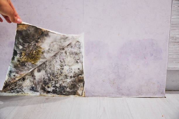 Best Toxic Mold Removal  in Flora, AL